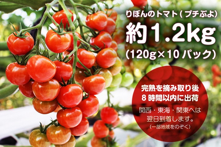 50%OFF 北海道産 ミニトマト 1.2キロ