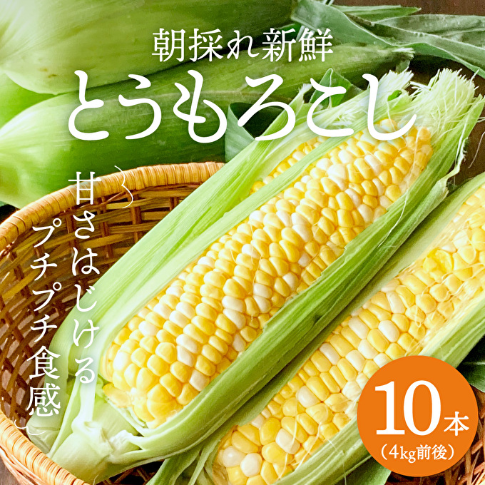 予約分7月下旬収穫 軽井沢産高原野菜 おひさまコーン とうもろこし 10本送料込