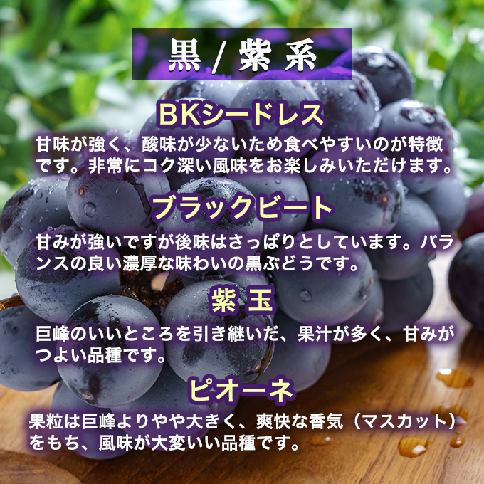 ぶどう 2種類 セット 品種おまかせ 2kg 3～4房入 食べ比べ 旬 朝採れ 種無し 兵庫県産 農家直送 果物 果物類 フルーツ デザート ギフト  詰め合わせ お楽しみ 化粧箱入り 甘い 粒 糖度 贈答｜ふるラボ