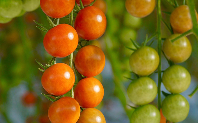 トマト3種食べ比べ（カリーナ・天然水トマト・ごちそうトマト）計18パック