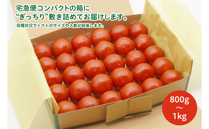 よしよし畑のあま～いトマト（中玉トマト）800g～1kg程度