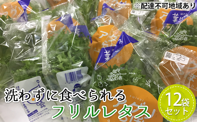 植物工場産　洗わずに食べられるフリルレタス　12袋セット [野菜 水耕栽培 栽培期間中農薬不使用]