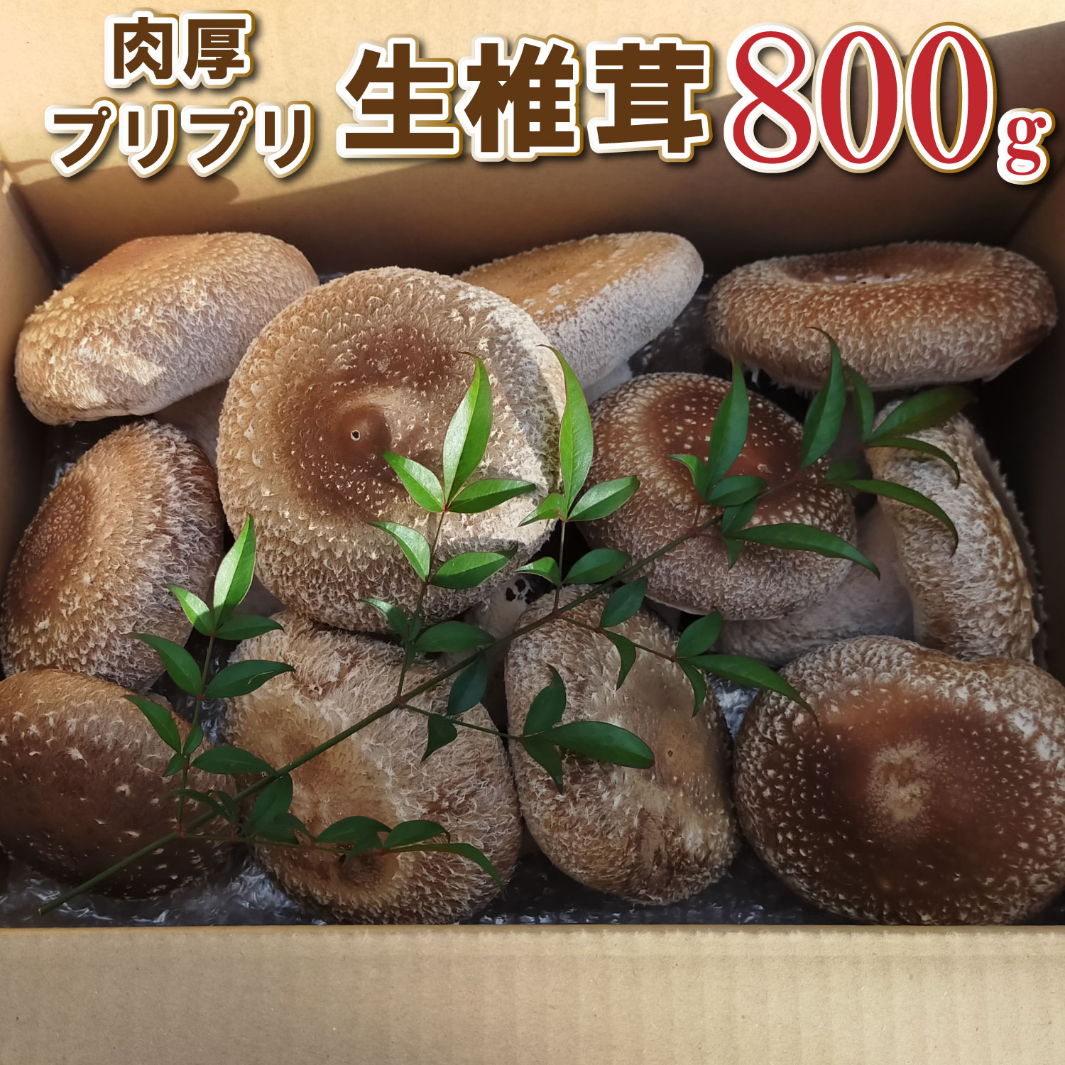 肉厚プリプリ生椎茸 800g！[672]