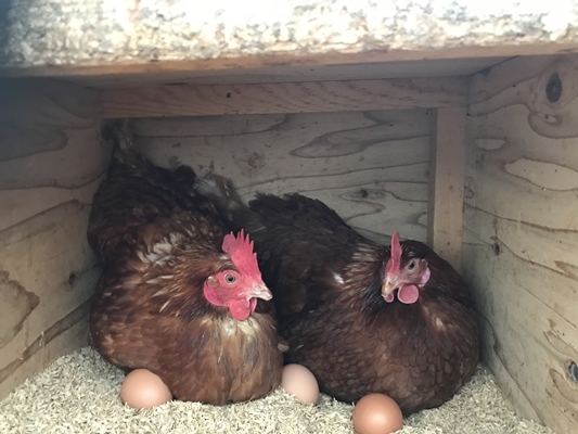 定期便 １２ヶ月 美味しい 平飼い 飛鳥の卵 ４０個 冷蔵 月１回