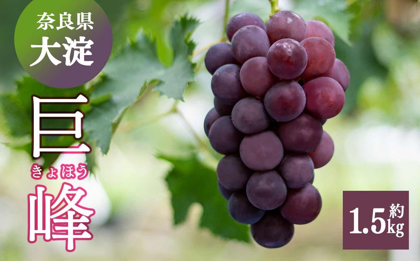 巨峰 約1.5kg (2〜3房) | 果物 くだもの フルーツ ぶどう ブドウ 葡萄 奈良県 大淀町
