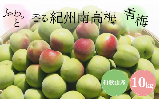 ふわっと香る紀州南高梅　青梅10kg ※2025年6月中旬～７月上旬頃に順次発送予定【期間限定：2025年5月31日まで】 / 和歌山 田辺市 紀州南高梅 南高梅 梅干し 梅干 梅 うめ 青梅 梅シロップ 梅酒 【nok003】