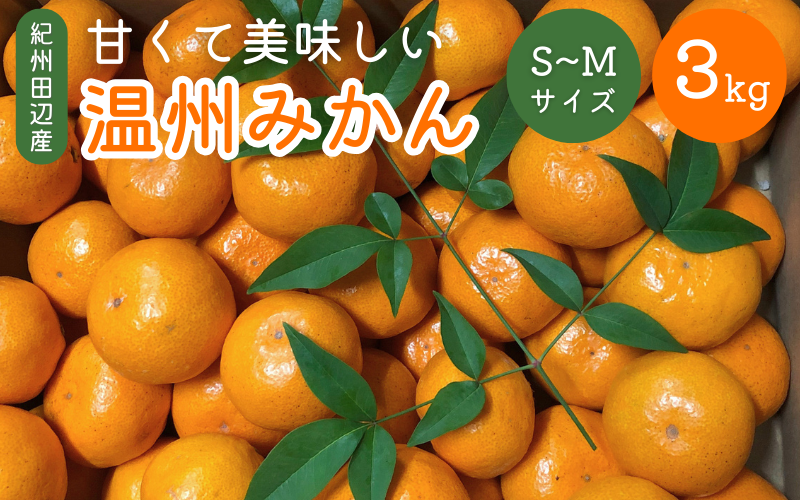 先行予約 紀州田辺産 甘くて美味しい温州みかん3kg(S〜Mサイズ) ※11月中旬〜12月下旬頃に順次発送予定[期間限定・10/31まで][kjt010-1]