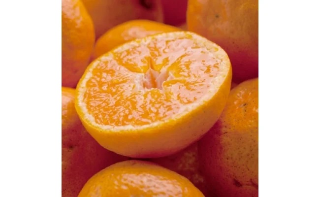 ZH6901_厳選★季節の柑橘定期便 3kg【毎月・計12回】【頒布会】