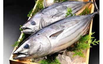 旬 天然魚介類 詰め合わせ A セット 約 3kg