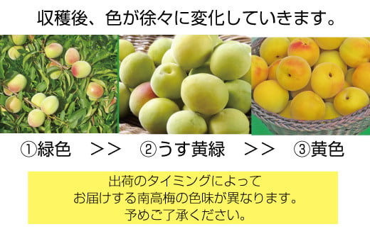 梅干し用】和歌山の完熟青梅10kg 秀品（サイズ混在）※2023年6月上旬～7