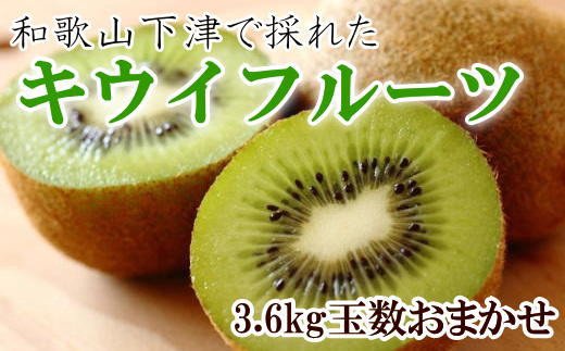 和歌山の下津で採れたキウイフルーツ約3.6kg（玉数おまかせ・秀品）※2022年1月中旬～2月下旬までに発送