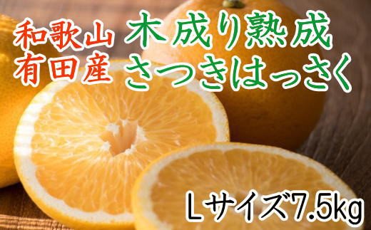 こだわりの和歌山有田産木成り熟成さつき八朔7.5Kg（Lサイズ）※2024年4月上旬～4月下旬頃に発送