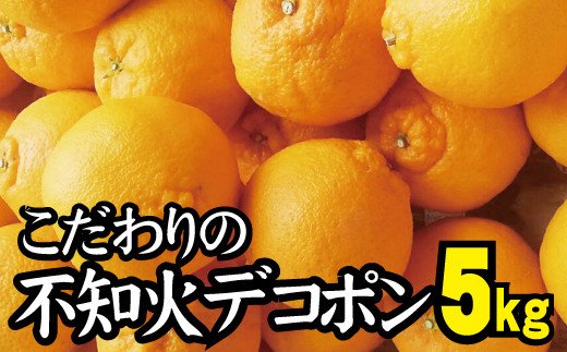 濃厚】和歌山県産ネーブルオレンジ 15玉～27玉（L～4Lサイズおまかせ