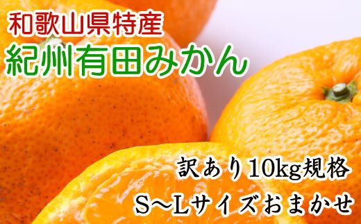 [訳あり規格]和歌山有田みかん10kg(S〜Lサイズおまかせ)※2024年11月中旬〜1月中旬頃順次発送予定(お届け日指定不可)