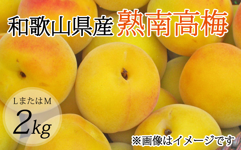 【梅干・梅酒用】（LまたはM－2Kg）熟南高梅＜2025年6月上旬～7月上旬ごろに順次発送予定＞【art012A】 