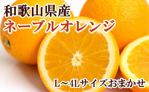 【濃厚】和歌山県産ネーブルオレンジ 15玉～27玉（L～4Lサイズおまかせ）