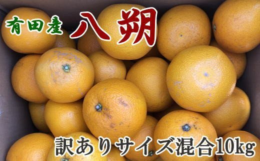 【手選果・訳あり】有田産の八朔10kg（サイズ混合）＜2024年1月下旬頃～2月下旬頃に順次発送＞