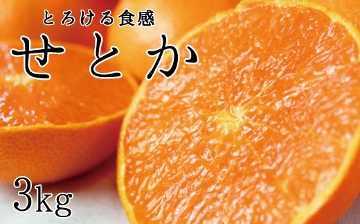 とろける食感！ジューシー柑橘　せとか　約3kg【先行予約】※2025年2月末頃～3月中旬頃発送(お届け日指定不可) みかん 柑橘類
