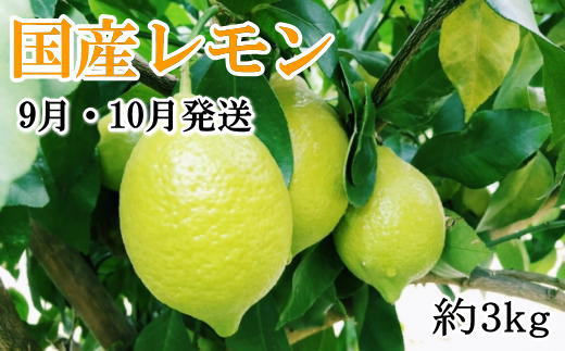 【手選別・産直】紀の川産の安心国産レモン約3kg ＊9月・10月発送＊