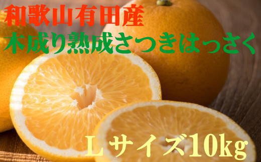 こだわりの和歌山有田産木成り熟成さつき八朔 10kg(Lサイズ) ※2024年4月上旬～4月下旬頃に発送