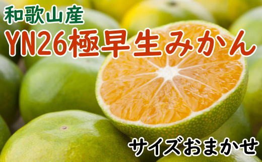 【産直】YN26極早生みかん約5kg（2S～Mサイズおまかせ）  先行予約 ※2025年9月中旬～11月上旬頃より順次発送 みかん 柑橘類【tec800A】