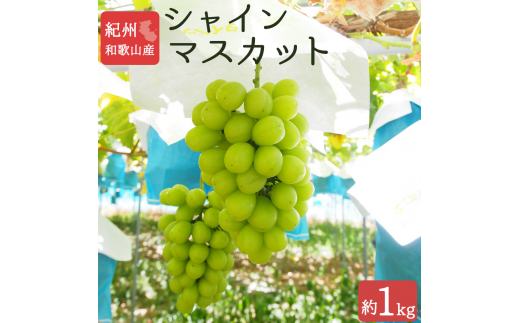 紀州和歌山産 シャインマスカット 約1kg ※2025年8月下旬頃〜9月上旬頃に順次発送 ※日付指定不可 ぶどう ブドウ 葡萄 マスカット 果物 くだもの フルーツ 人気【uot782】