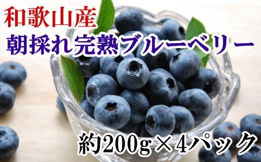 和歌山の朝採れ完熟ブルーベリー約800g(約200g×4パック) ｜ふるラボ