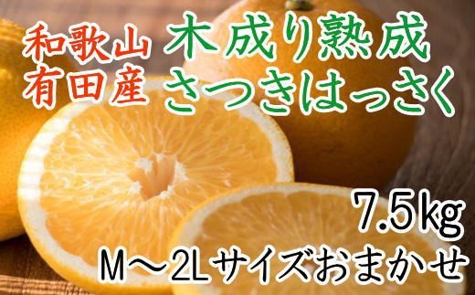 こだわりの和歌山有田産木成り熟成さつき八朔7.5Kg（M～２Lサイズおまかせ）※2024年4月上旬～4月下旬頃に順次発送