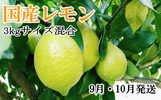 【手選別・産直】紀の川産の安心国産レモン約3kg ＊9月・10月発送＊
