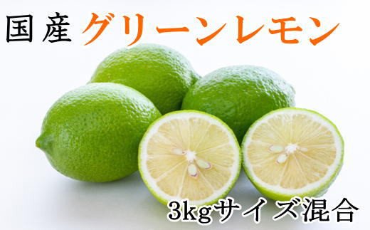 【産直】和歌山産グリーンレモン約3kg（サイズ混合）2024年10月中旬～11月中旬頃に順次発送