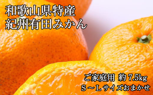 和歌山有田みかん7.5kg ご家庭用 (S～Lサイズおまかせ )　※2023年11月中旬より順次発送予定（お届け日指定不可）