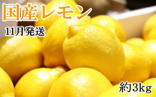 【手選別・産直】紀の川産の安心国産レモン約3kg ＊11月発送＊