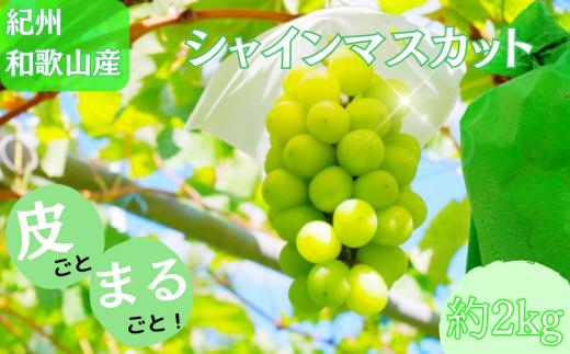 紀州和歌山産 シャインマスカット 約2kg ※2024年8月中旬～9月下旬頃に順次発送 ※日付指定不可 ぶどう ブドウ 葡萄 マスカット 果物 くだもの フルーツ 人気 旬の果物【uot798】