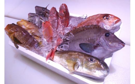 ＼朝どれ新鮮／ 鮮魚セット (小) 約3kg  目利きのプロが厳選した旬の魚をその日の内に発送！