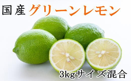 産直】和歌山産グリーンレモン約3kg（サイズ混合）※2023年10月下旬より