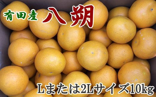 手選果】有田産の八朔10kg（Lまたは2Lサイズいずれかお届け）＜2024年1