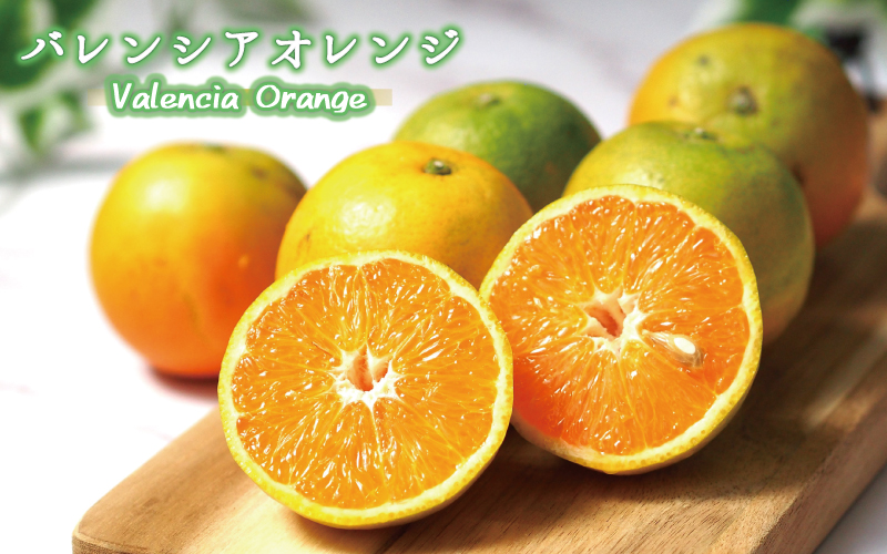 秀品　希少な国産バレンシアオレンジ　2.5kg　※2024年6月下旬頃～7月上旬頃順次発送（お届け日指定不可）