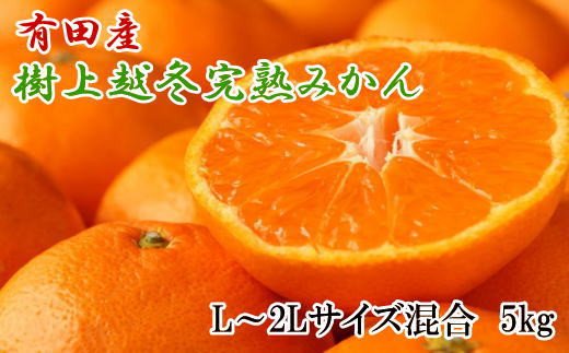 【濃厚・まろやか】有田産樹上越冬完熟みかん5kg（L～2Lサイズ混合・赤秀） 