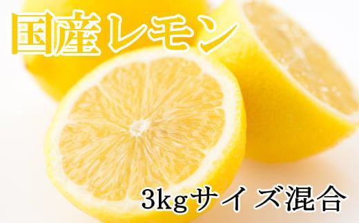 【産直】和歌山産レモン約3kg（サイズ混合）※2025年3月中旬～2025年5月下旬頃に順次発送【tec504A】