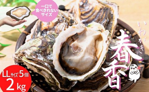 [ブランドいわがき春香]新鮮クリーミーな高級岩牡蠣 殻付きLLサイズ×5個