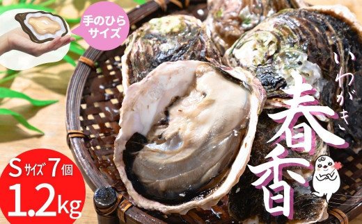【ブランドいわがき春香】新鮮クリーミーな高級岩牡蠣 殻付きSサイズ×７個