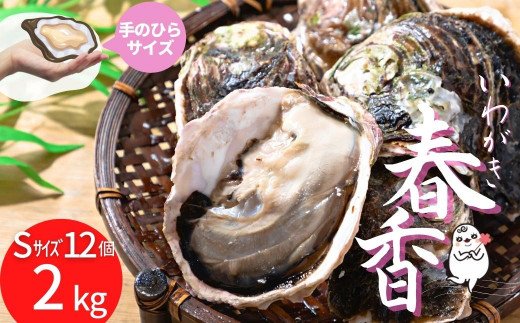 【ブランドいわがき春香】新鮮クリーミーな高級岩牡蠣 殻付きSサイズ×１２個