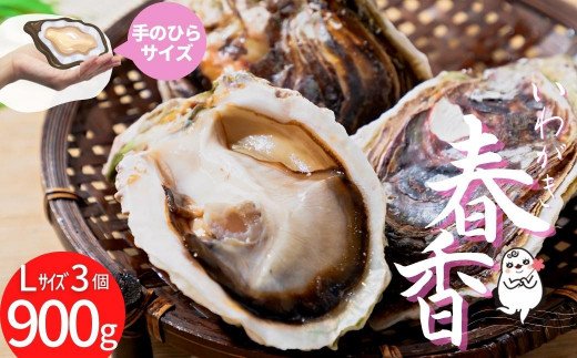 【ブランドいわがき春香】新鮮クリーミーな高級岩牡蠣 殻付きLサイズ×３個