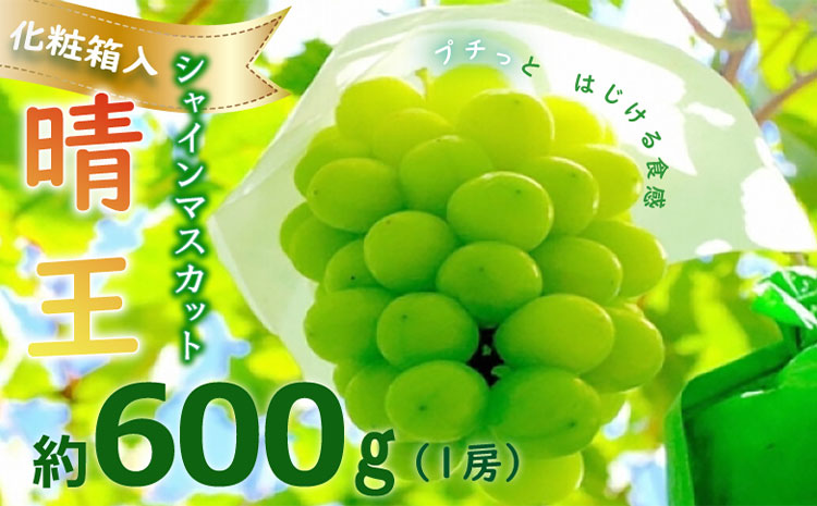 令和5年産（2023年発送）先行受付】岡山県産シャインマスカット「晴王