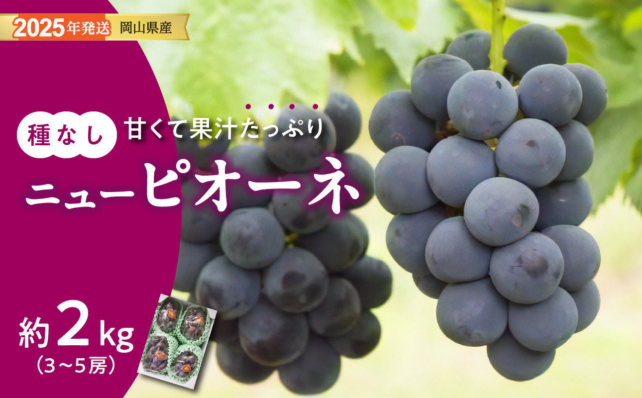 【2025年発送分 先行受付スタート！】岡山県産ニューピオーネ 　秀品　約2kg（3～5房程度）（令和７年8月中旬以降発送）