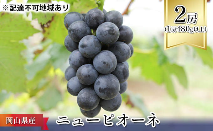 ぶどう ［2023年先行予約］ ニューピオーネ 2房（1房480g以上）化粧