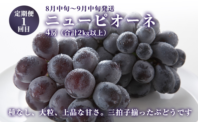 ぶどう 2024年 先行予約 晴れの国 おかやま の フルーツ 定期便 葡萄