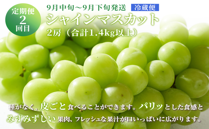 ぶどう 2024年 先行予約 晴れの国 おかやま の フルーツ 定期便 葡萄