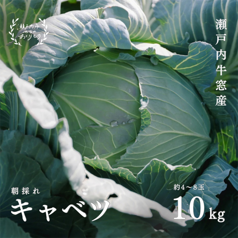 瀬戸内 牛窓産 キャベツ 約10kg（4～8玉） 野菜