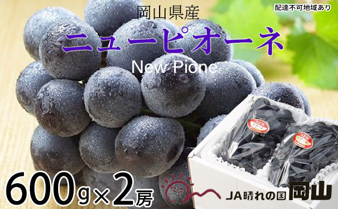 ぶどう 2024年 先行予約 ニュー ピオーネ 約600g×2房 8月下旬～9月下旬